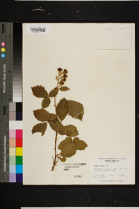 Rubus bifrons image