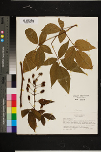 Rubus canadensis image