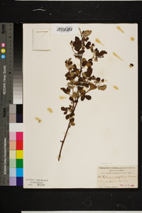 Rubus cuneifolius image