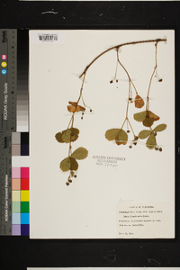 Rubus flagellaris image