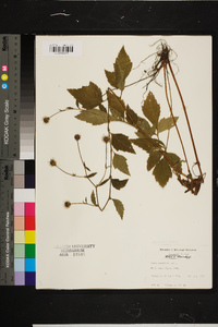 Rubus occidentalis image