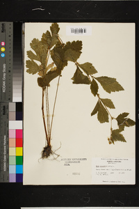 Rubus occidentalis image