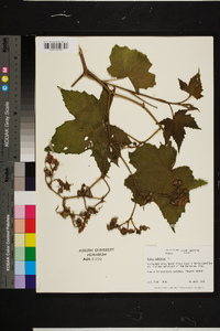 Rubus odoratus image