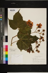 Rubus odoratus image