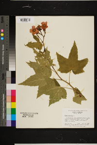 Rubus odoratus image