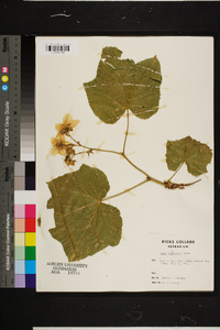 Rubus parviflorus image