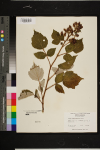 Rubus phoenicolasius image