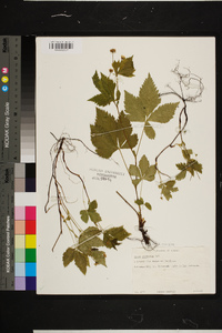 Rubus pubescens image