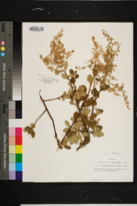 Rubus trivialis image