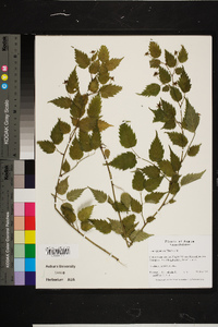 Rubus vermontanus image