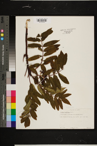 Sorbus americana image