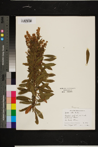 Spiraea alba image