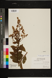 Spiraea alba var. latifolia image