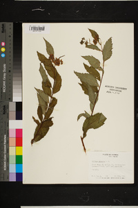 Spiraea japonica image