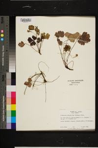 Waldsteinia fragarioides image