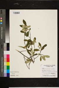 Waldsteinia fragarioides image