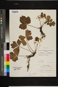 Waldsteinia fragarioides image
