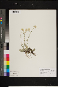 Antennaria luzuloides image