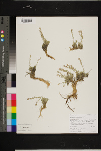 Artemisia pedatifida image