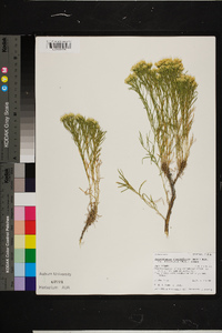 Chrysothamnus viscidiflorus subsp. lanceolatus image