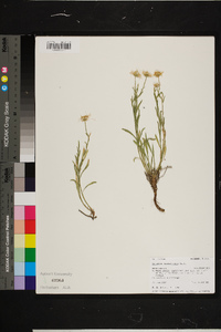 Erigeron caespitosus image