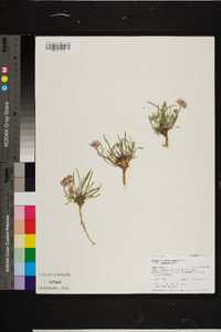 Erigeron ochroleucus var. ochroleucus image