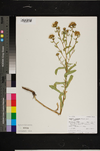 Grindelia squarrosa image