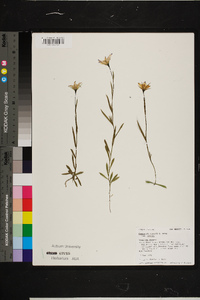 Campanula parryi image