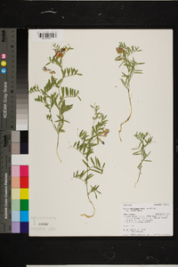 Vicia americana subsp. minor image