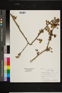 Crataegus aestivalis image