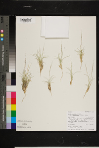 Aristida purpurea var. fendleriana image