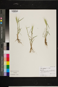 Elymus elymoides var. elymoides image