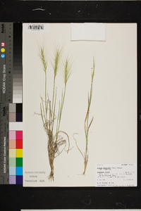 Elymus elymoides var. elymoides image