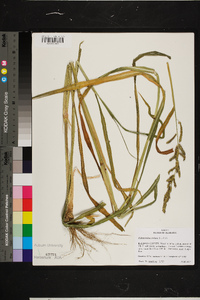 Echinochloa colona image