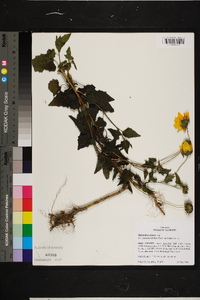 Helianthus debilis subsp. cucumerifolius image