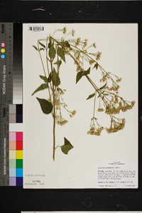 Ageratina aromatica image