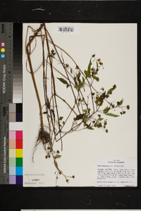 Bidens discoidea image