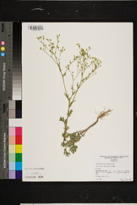 Parthenium hysterophorus image