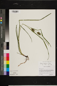 Carex louisianica image