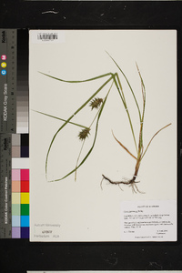 Carex louisianica image