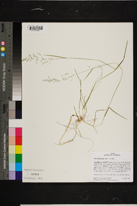 Poa autumnalis image