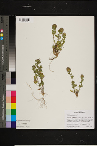 Trifolium lappaceum image