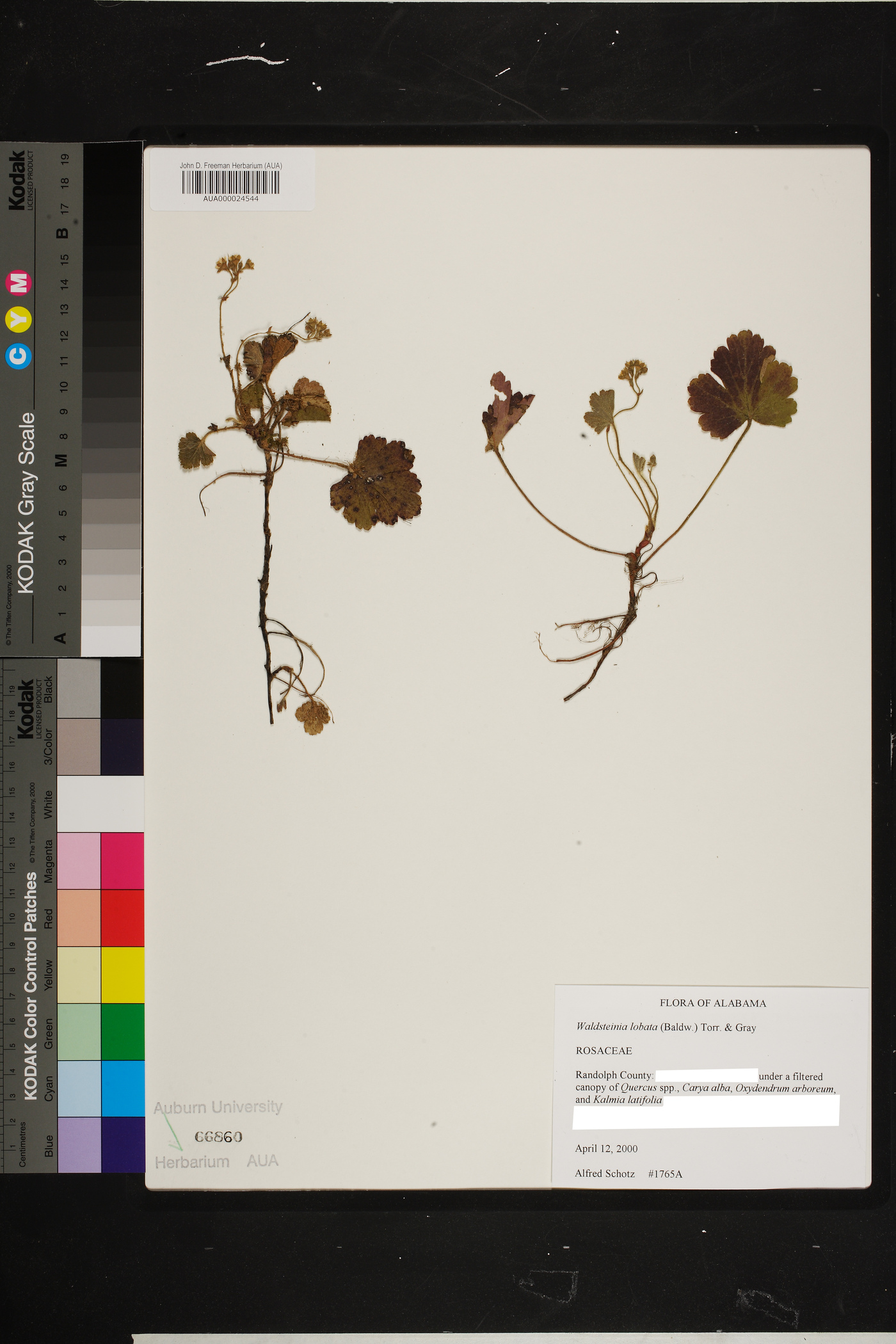 Geum lobatum image