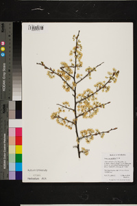 Prunus angustifolia image