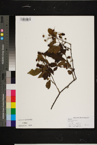 Rubus cuneifolius image