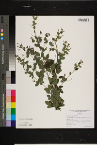 Lespedeza bicolor image