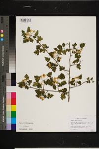 Crataegus marshallii image