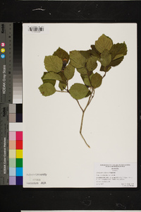 Crataegus triflora image