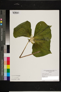 Trillium rugelii image