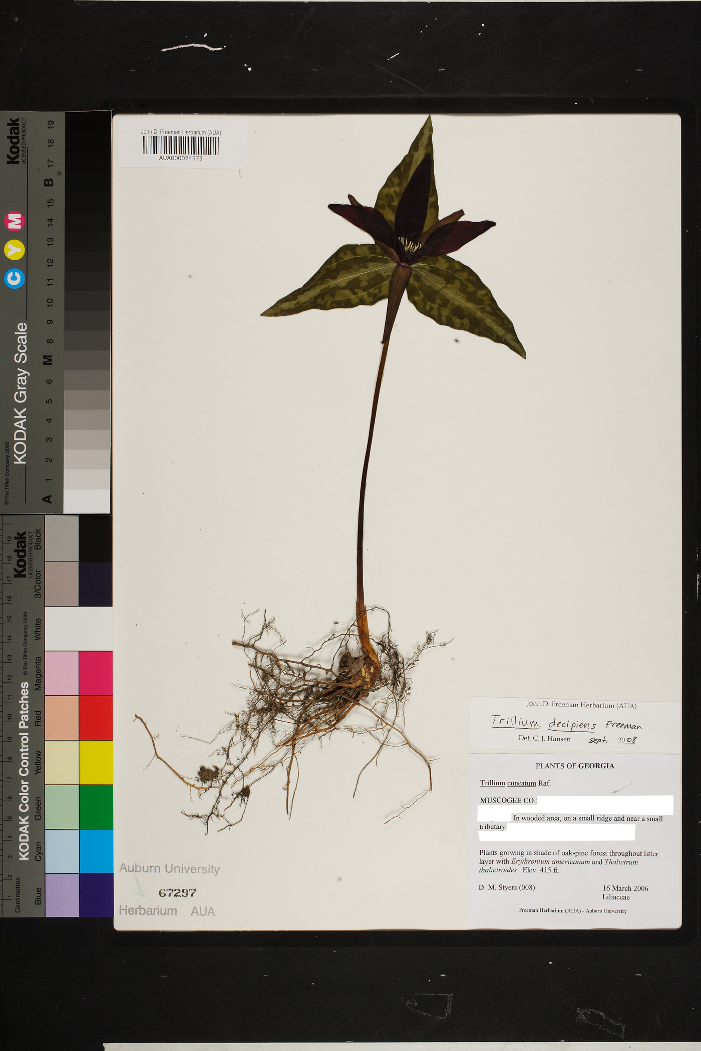 Trillium decipiens image